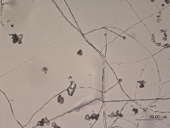 Acremonium sp.,endophyte of Brachiaria sp. 