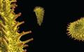 最奇妙的植物种子和花粉显微照片（四）
