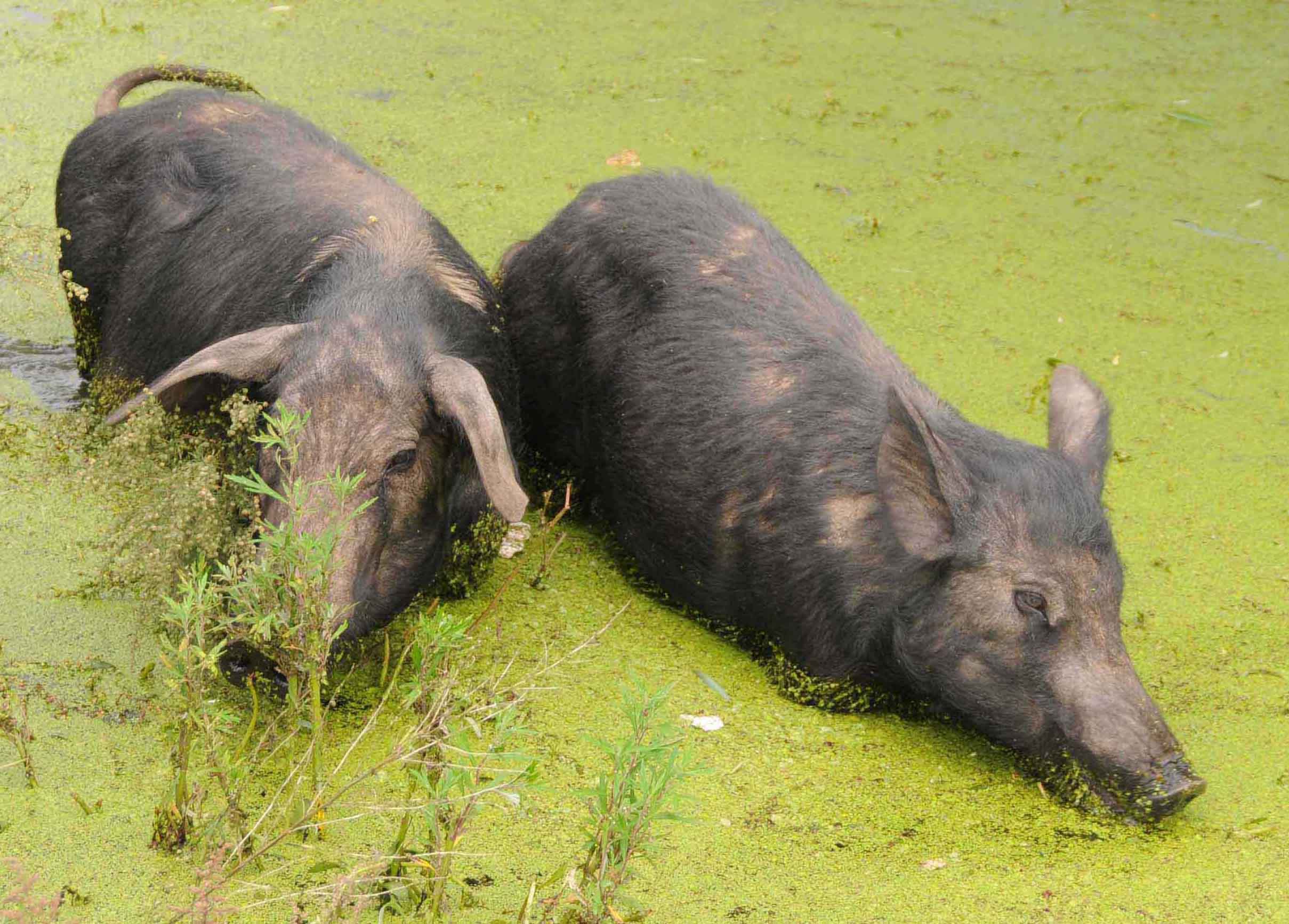 下载手机图片:动物, 猪，免费46856。
