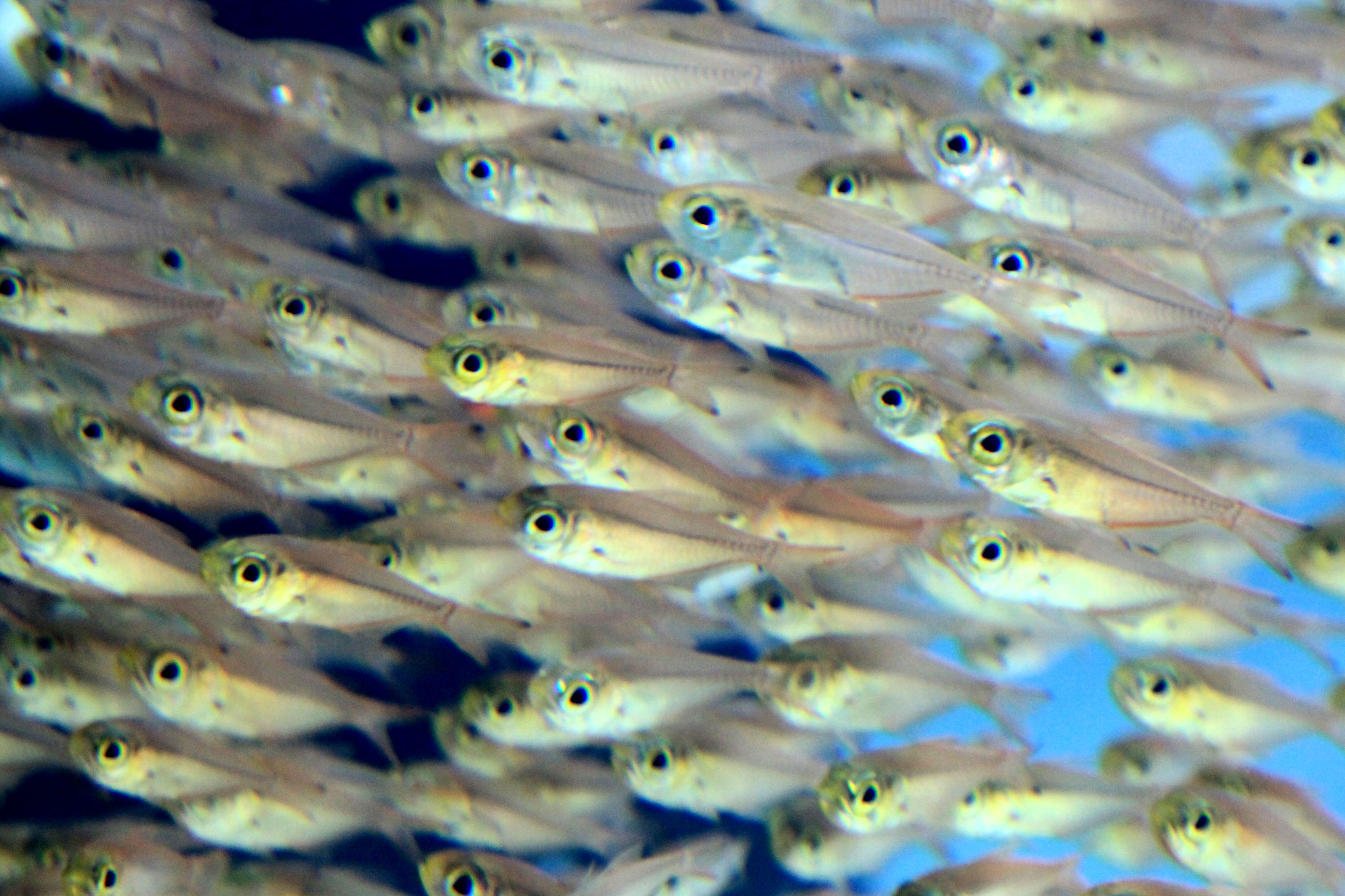 2022热带观赏鱼品种大全，看图片你能认识几种-宠物主人