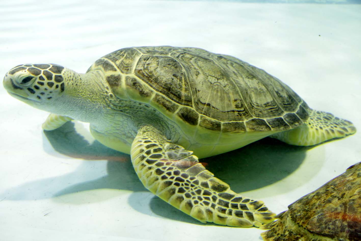 海洋中的绿精灵-毛伊岛上的绿海龟，美国夏威夷州 (© David Fleetham/Visuals Unlimited, Inc ...