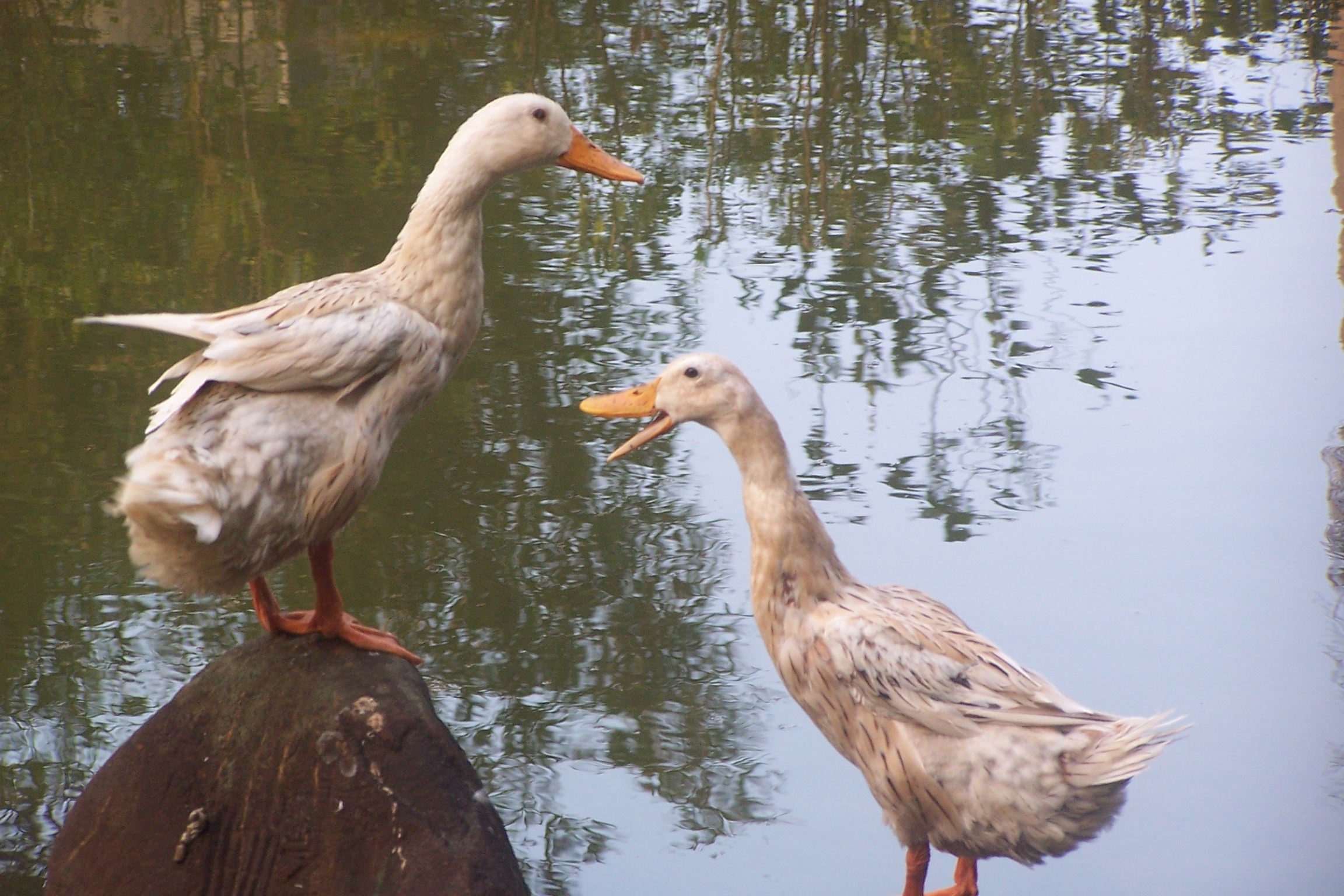 水中游水的两只小鸭子摄影高清jpg图片免费下载_编号vjehkq771_图精灵