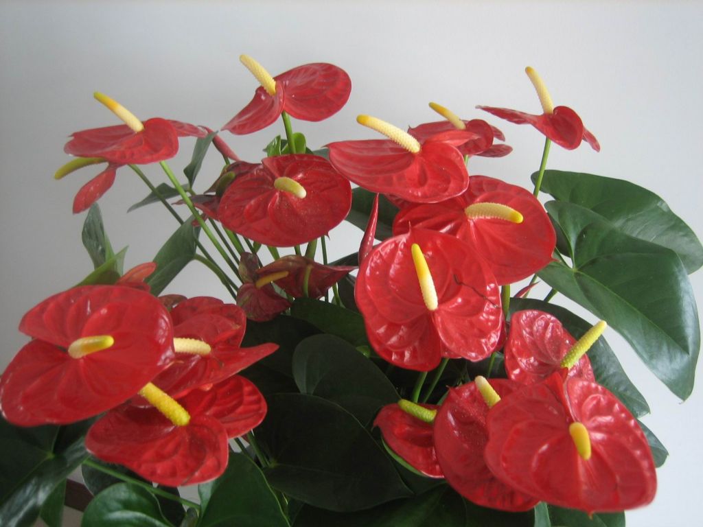 【红花、绿叶！摄影图片】生态摄影_huige62_太平洋电脑网摄影部落