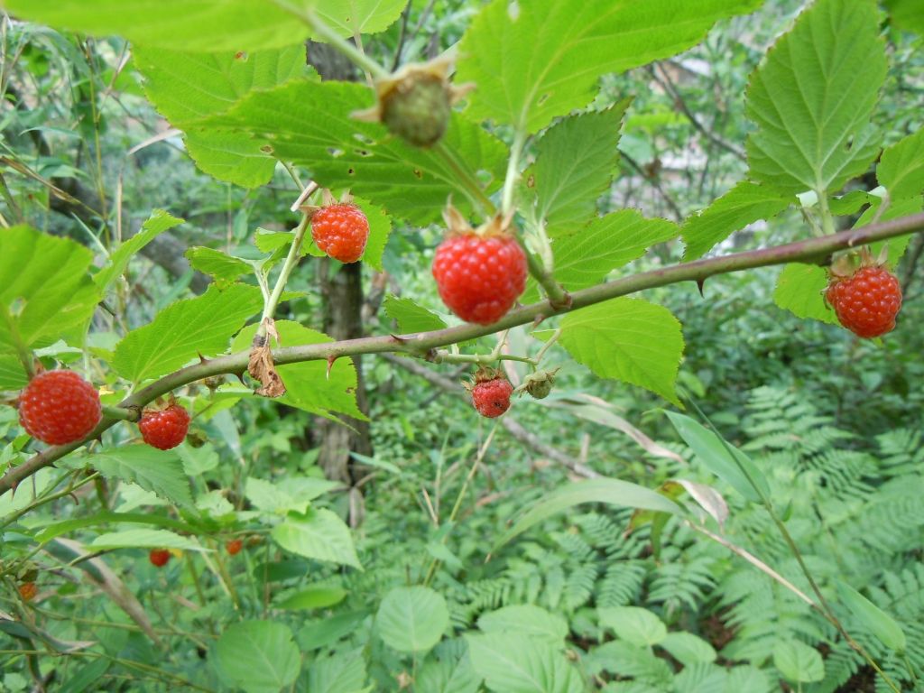 那一天歌词歌谱 降央卓玛-山莓Rubus corchorifolius Linn. f.,又名三月泡、四月泡、山抛子、刺葫