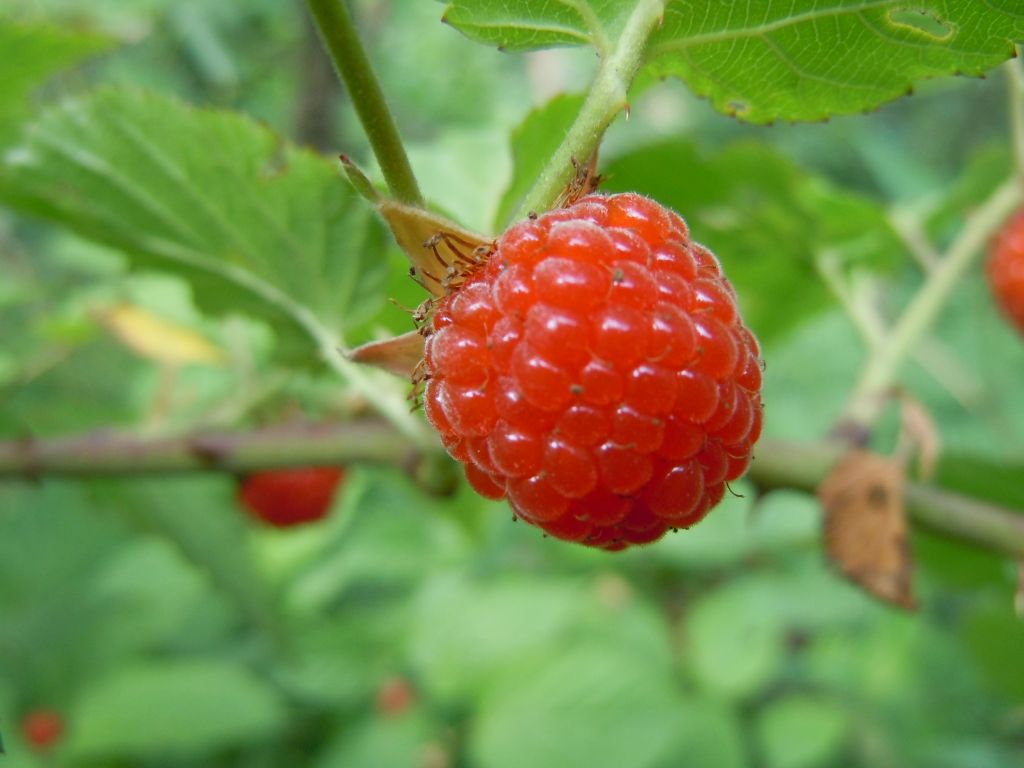 基地直销双季红树莓苗 南北方当年结果红树莓苗 品种优良 价格优-阿里巴巴