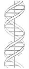 Molecular structure of Nucleic acid[ɭDNA]