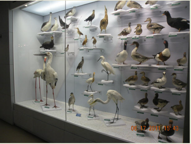 科学网-国家动物博物馆鸟类展厅掠影(三)