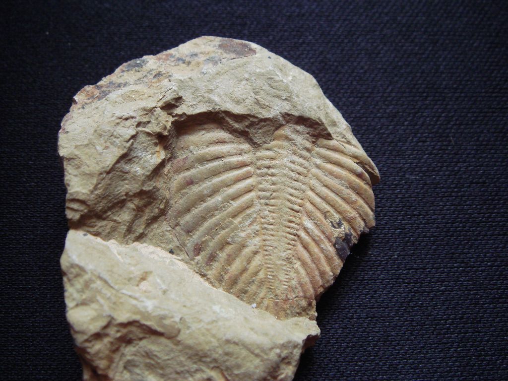 古生物化石标本原石三叶虫王冠虫尾巴化石原石教学科普标本-阿里巴巴