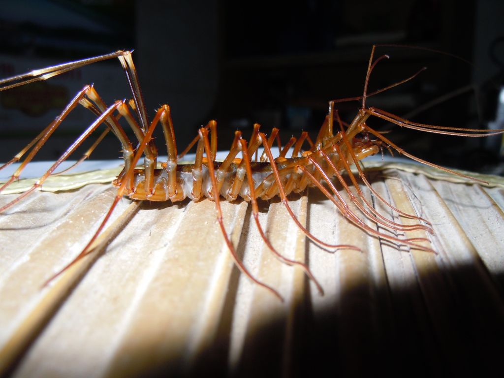 家中突然出现好多这样的虫子，像蜈蚣一样，2、3厘米长，牙签一样粗_百度知道