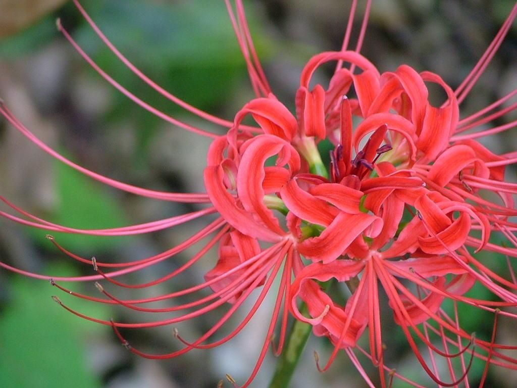 Top 10 Rarest Flower Types in The World ...