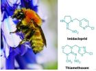 新烟碱类杀虫剂与蜂群落崩溃综合症有关