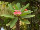 Euphorbia milii (Crown-of-thorns or Christ Plant)