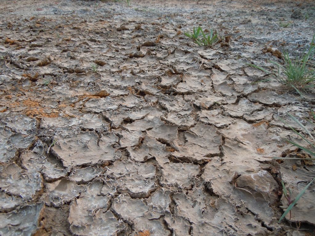 盐碱土大棚蔬菜地土壤盐渍化