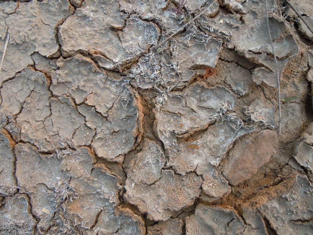 盐碱土大棚蔬菜地土壤盐渍化