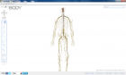 Zygote Body 3D  Body 