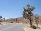 Joshua Tree National Park - Trees