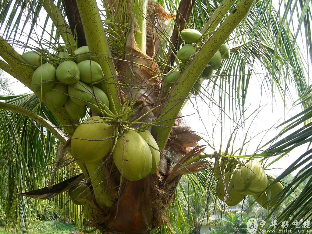 椰子和椰青的区别（一文带你了解椰子家族） – 碳资讯