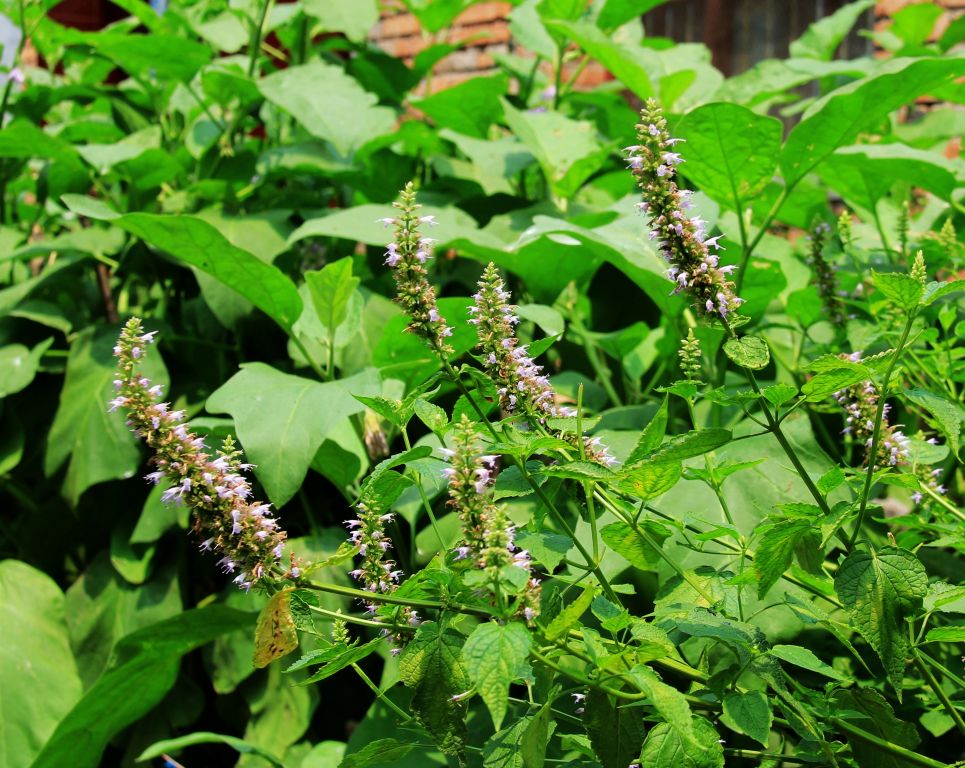 藿香花