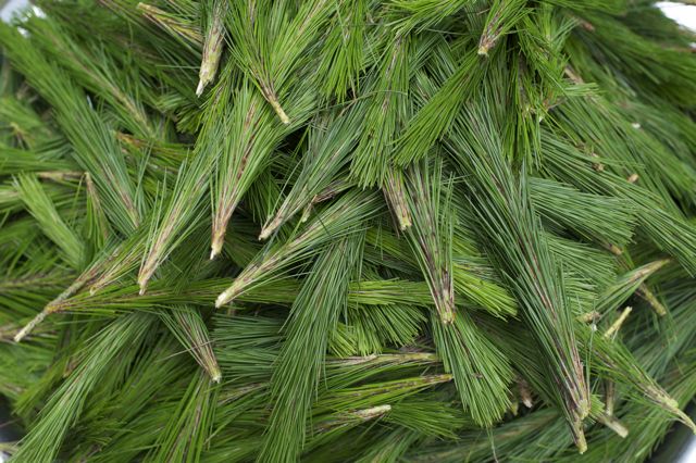 科学网-刺破青天锷未残--鬼针草、松针等治疗高血压