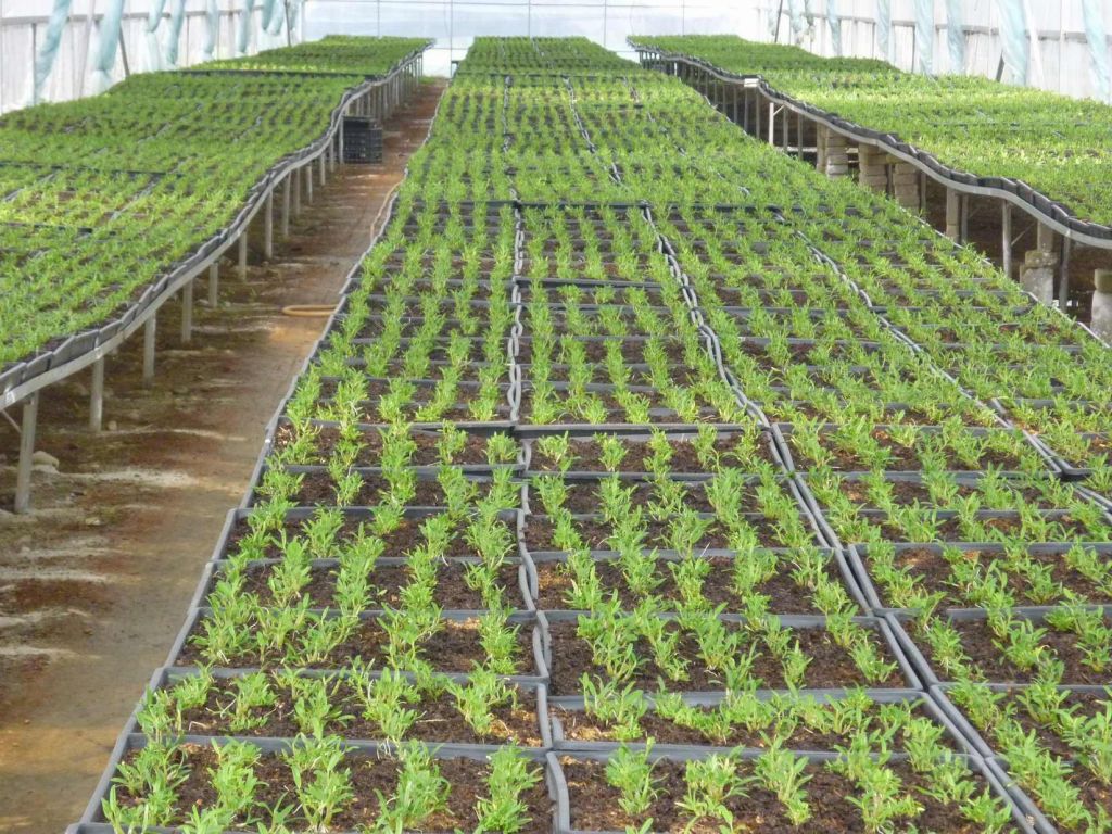 中华瑰宝,霍山石斛--兼回顾霍山石斛产业发展之