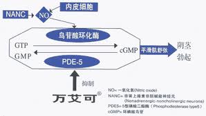 Male Sex Drive Supplements: Science-Backed Boosts 2025 - GPSN