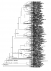 使用Phylomatic（Version 3）构建谱系树