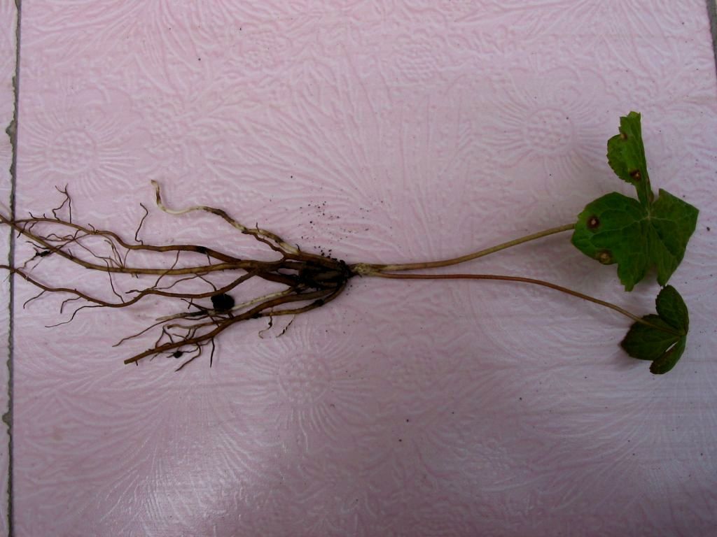 文章- 你把我灌醉---青藏高原科研散记之鬼臼