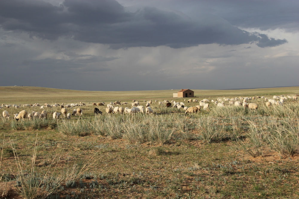 科学网-二连浩特与东苏旗之旅