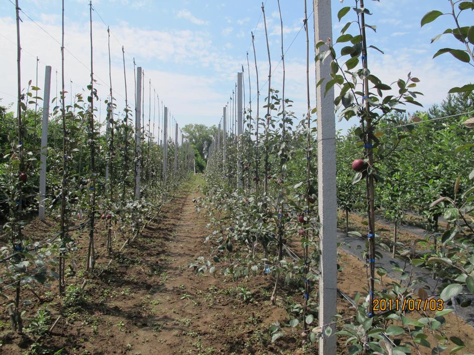 科学网-苹果秘制高产栽培树型(高纺锤形)