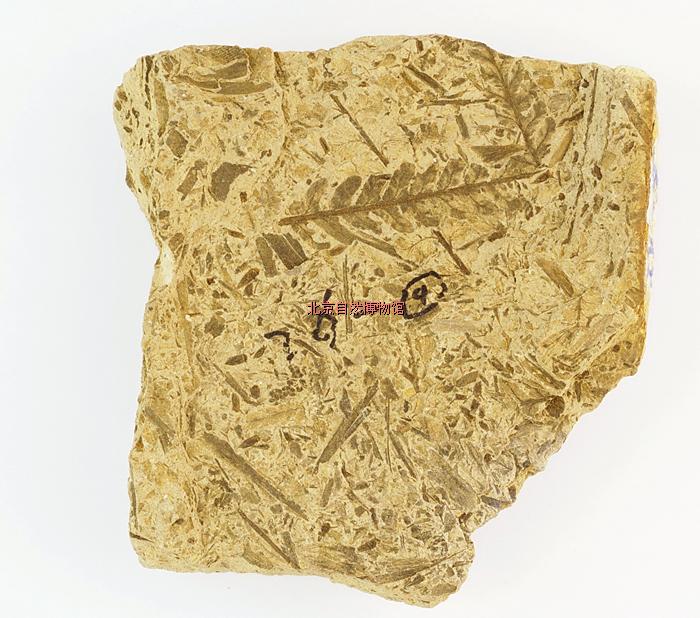 科学网-北京自然博物馆的古植物学使命