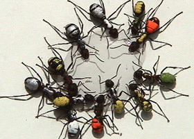 ants color