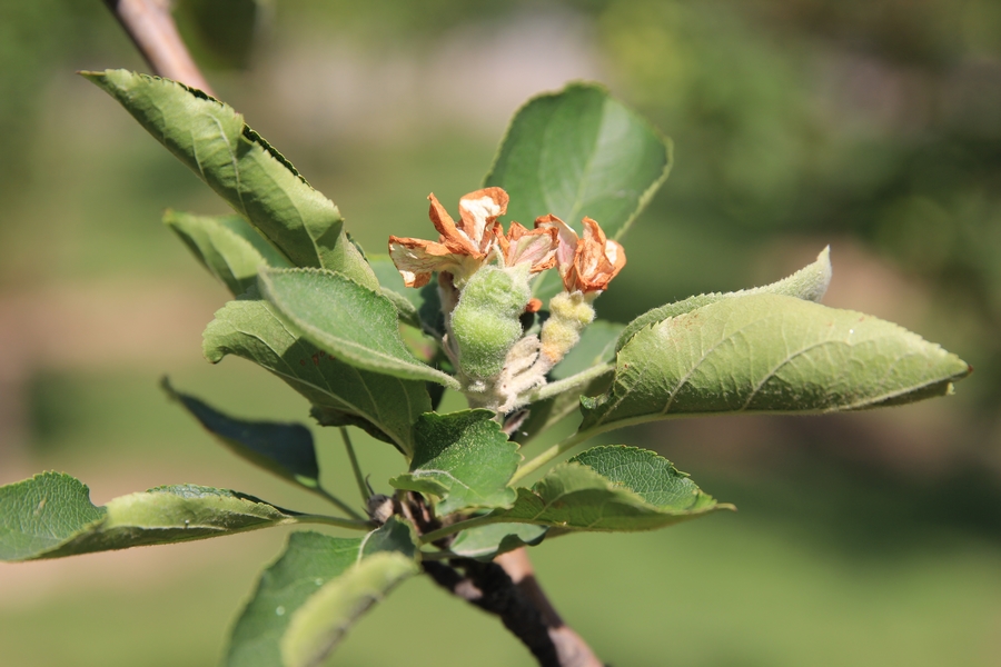 科学网-天津大学的牛顿苹果树今年二次开花和