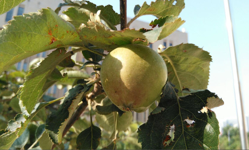 科学网-牛顿苹果树已落地生根开花结果[好友阅