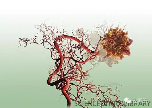 肿瘤新生血管胎盘中发育出密集的血管孕育新生命二,胎儿是人体最大