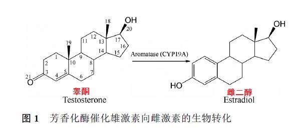 芳香化酶与雌激素_图1-1