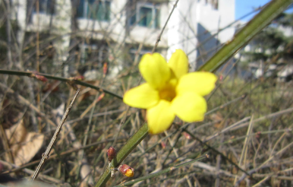 科学网 短期极寒天气对迎春花和白杨树花期的影响 冯大诚的博文