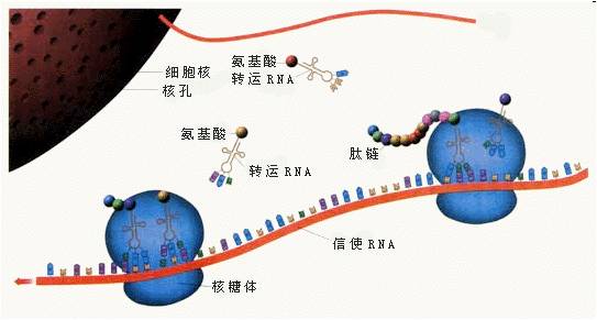 蛋白质的主要反应原理是什么_蛋白质三级结构是什么(2)