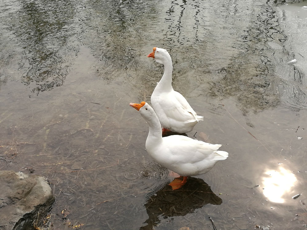 鹅鹅鹅作者是谁 152816qqsq15u3shef03qc.jpg