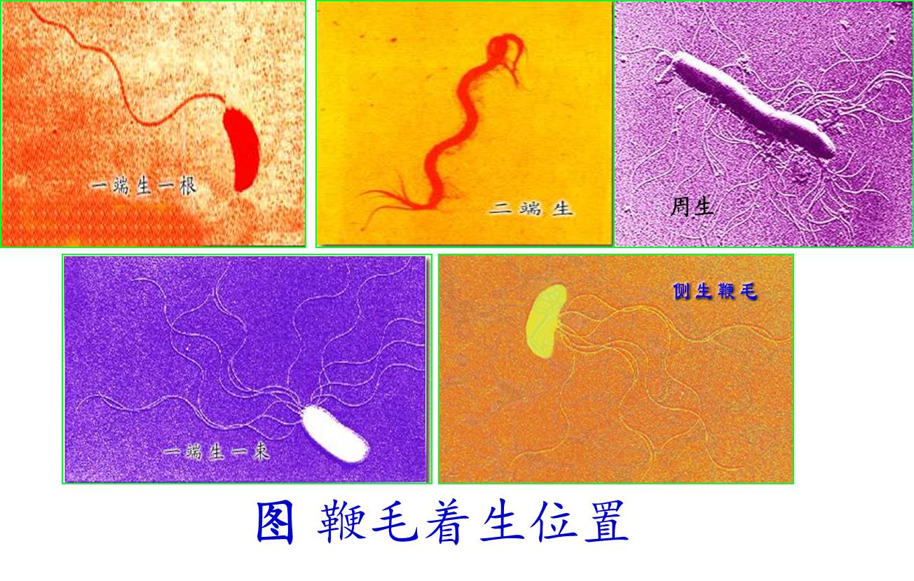卡通化的病毒细菌图片素材_免费下载_svg图片格式_高清图片400003866_摄图网