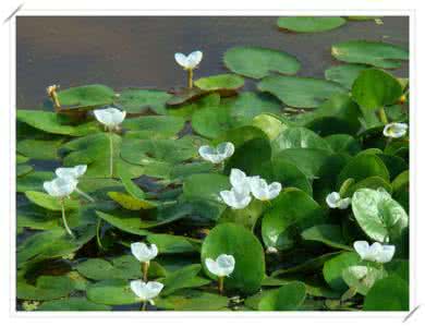 人间草木：蘋、萍、苹、荓不一样!