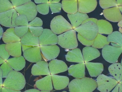 人间草木：蘋、萍、苹、荓不一样!