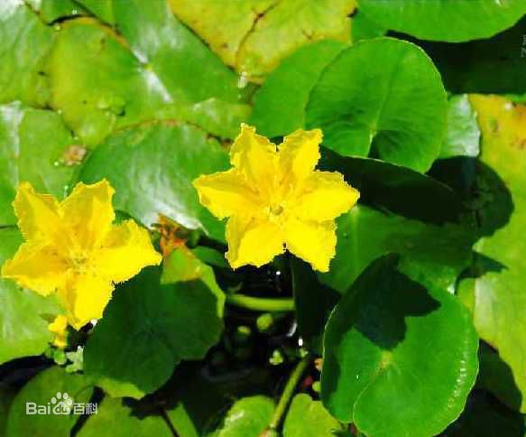 人间草木：蘋、萍、苹、荓不一样!