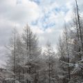 冬天的林场
