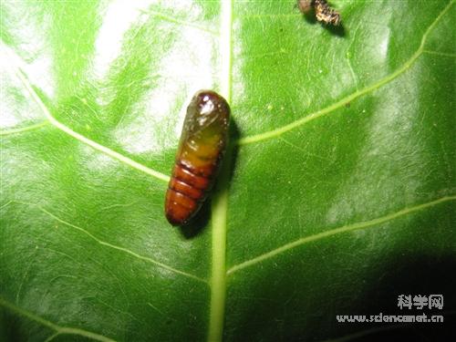 科学网—施药后死亡的杨小舟蛾幼虫 昆虫