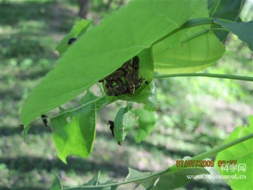 科学网—杨小舟蛾成虫 - 昆虫