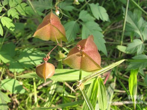 科学网—倒地铃种子 cardiospermum halicacabum 植物园植物