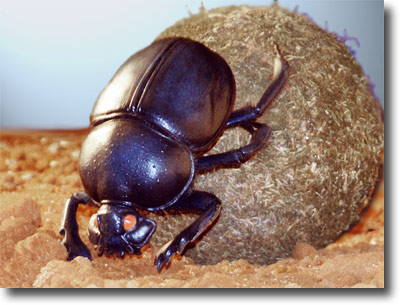 科学网—bugshow_megan_egyptianbeetle.jpg pic-book