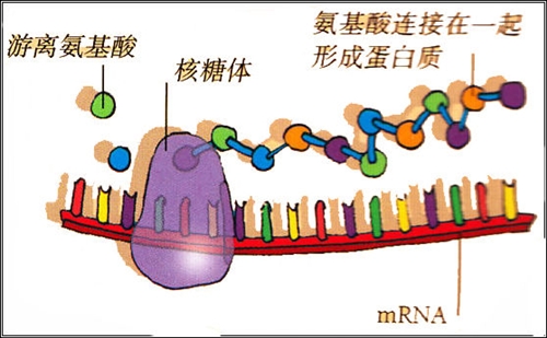 科学网—mrna.jpg 博客