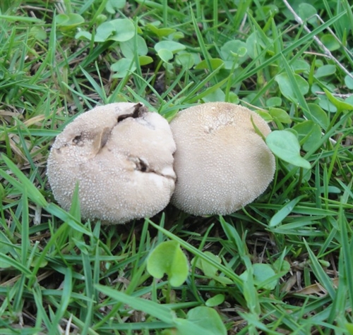 科学网—假根蘑菇 agricus bresadolianus bohus.