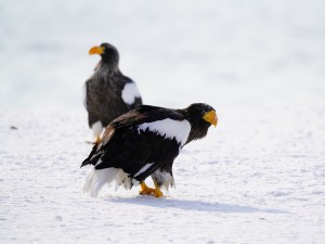 Ȥձ϶